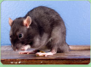 rat control Matlock