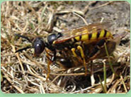 wasp control Matlock