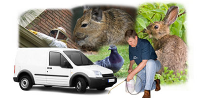 Matlock local van